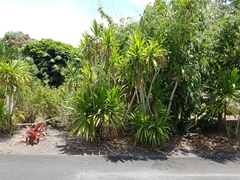 Cordyline obtecta