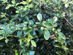 Jasminum didymum racemosum