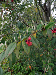 Cotoneaster × watereri