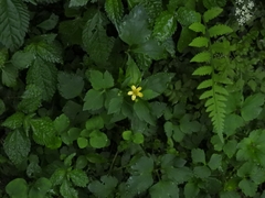 Ranunculus cantoniensis