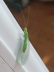 Pseudomallada prasinus