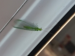 Pseudomallada prasinus