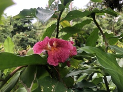 Costus phyllocephalus