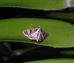 Glyphodes bitriangulalis