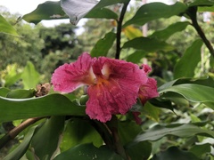 Costus phyllocephalus