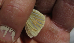 Argyrophenga janitae