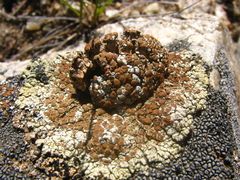 Rhizoplaca phaedrophthalma