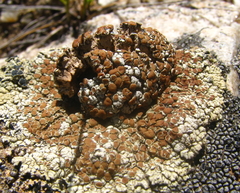 Rhizoplaca phaedrophthalma