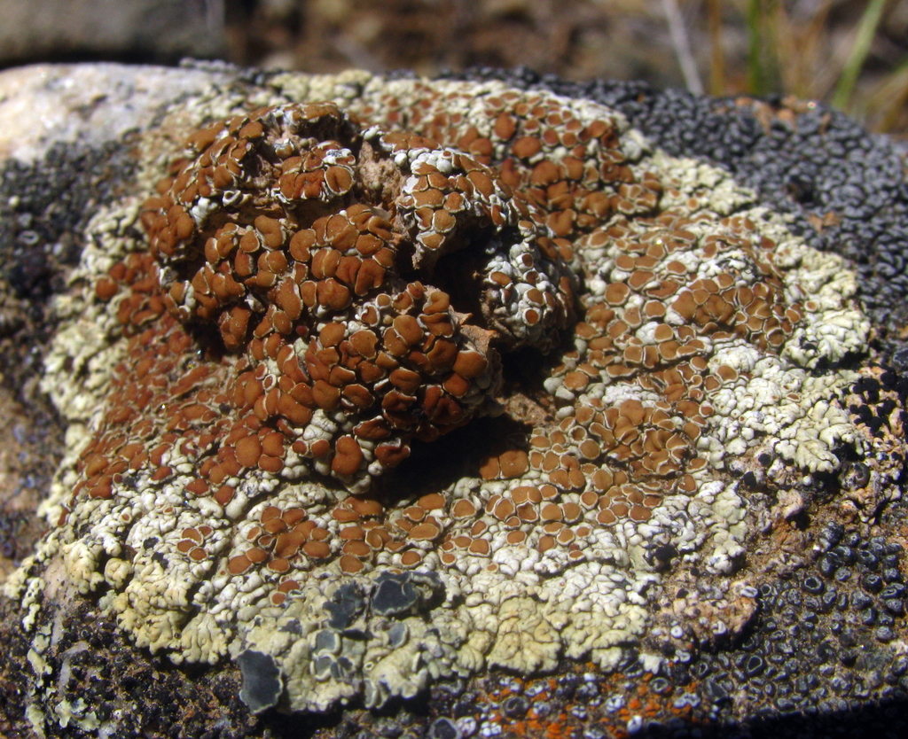 Rhizoplaca phaedrophthalma