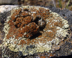 Rhizoplaca phaedrophthalma