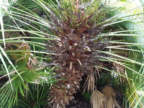 Subtribe Rhapidinae · iNaturalist