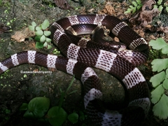 Bungarus candidus