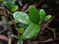 Akebia