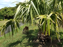 Livistona mariae