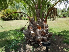 Livistona mariae