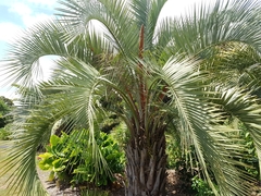 Butia eriospatha