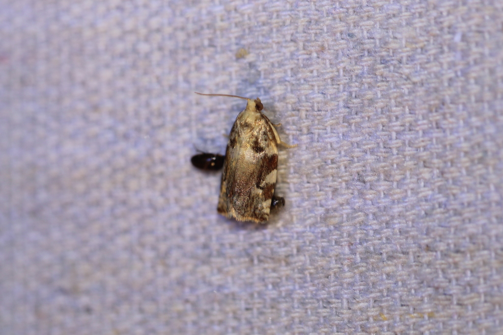 Archipini from South Side, Corpus Christi, TX, USA on May 1, 2021 at 11 ...