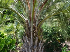 Butia eriospatha