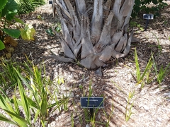 Butia eriospatha