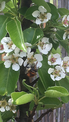 Bombus hypnorum