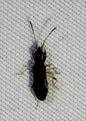 Myodocha serripes