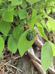Poecilocoris splendidulus