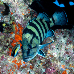 Acanthistius cinctus