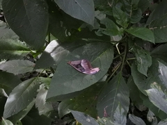 Attacus atlas formosanus