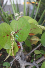 Coccoloba uvifera