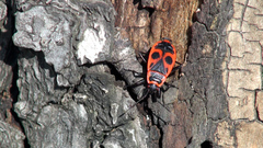 Pyrrhocoris apterus