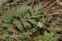 Horkelia wilderae