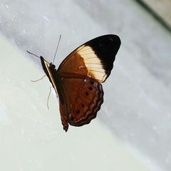 Cirrochroa orissa