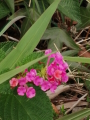 Lantana