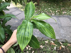 Costus phyllocephalus