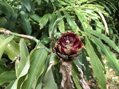 Costus phyllocephalus