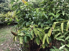 Costus phyllocephalus