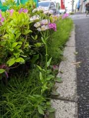 Erigeron philadelphicus