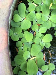 Pistia