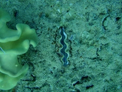 Tridacna crocea