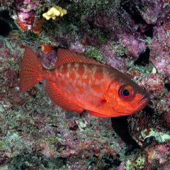 Heteropriacanthus carolinus