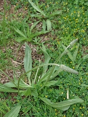 Plantago lanceolata