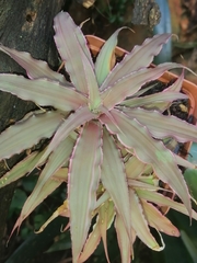 Cryptanthus