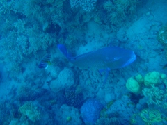 Choerodon schoenleinii