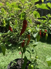 Capsicum annuum annuum