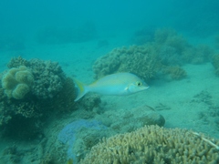 Scolopsis monogramma