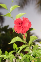 Hibiscus