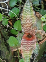 Cryptanthus
