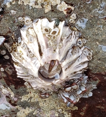 Semibalanus cariosus