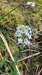 Cardamine trifolia
