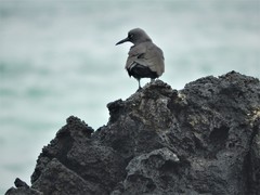 Anous stolidus galapagensis
